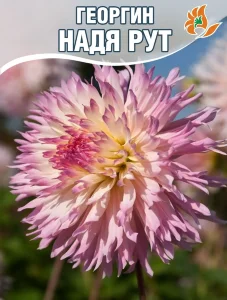 Георгин Надя Рут (бахромчатый) Георгин Надя Рут (бахромчатый)