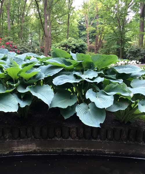 Хоста Джурассик Парк