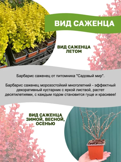 Барбарис Ред Пиллар (Тунберга) саженцы 