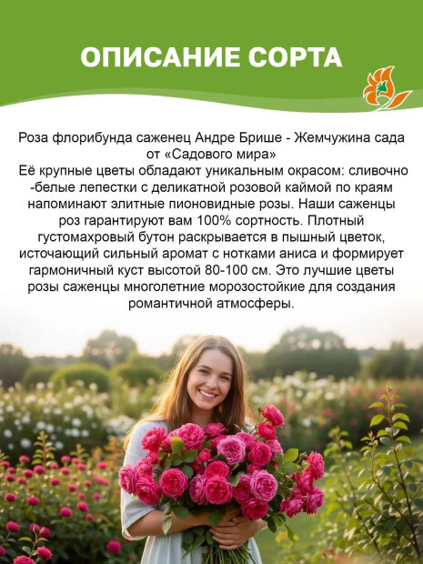 Роза Андре Брише