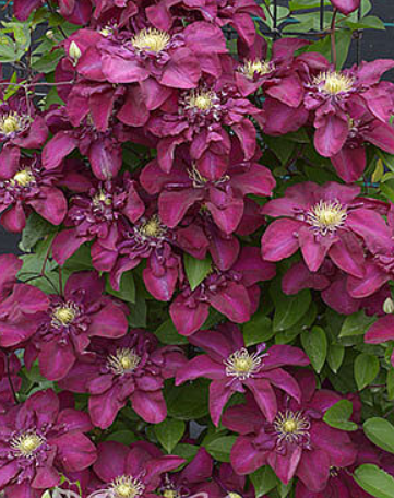 Клематис Ян III Собески саженцы 