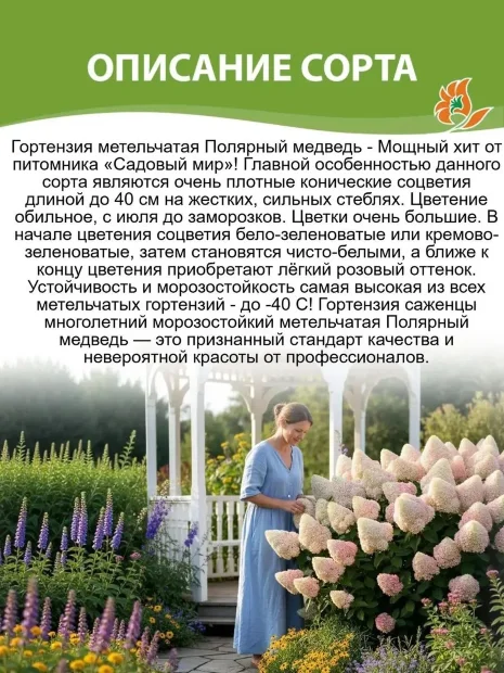 Гортензия Полярный Медведь (Polar Bear) (метельчатая)