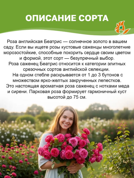 Роза Беатрис 