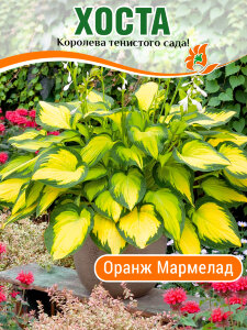 Хоста Оранж Мармелад Хоста Оранж Мармелад