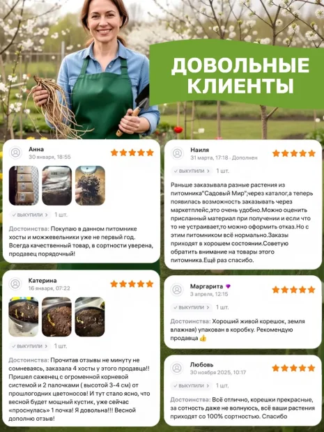 Хоста Оранж Мармелад