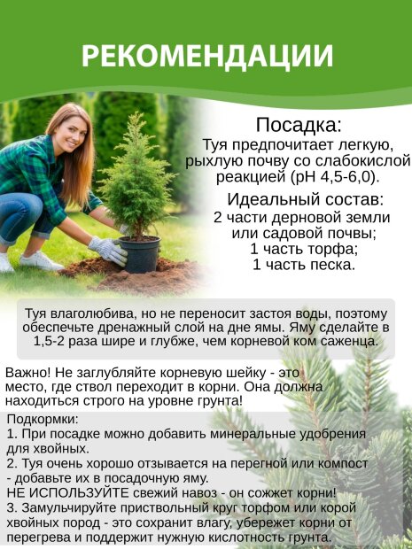 Туя Пирамидалис Компакта (западная)