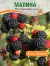 Малина Блэк Джевел саженцы 