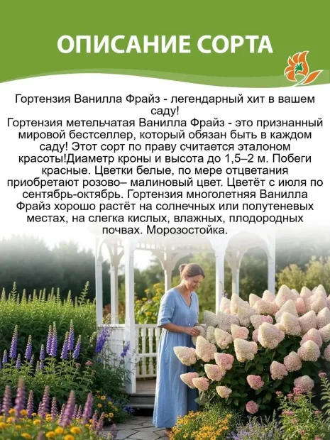 Гортензия Ванилла Фрайз (метельчатая) 