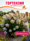 Гортензия Диамантино (метельчатая) 