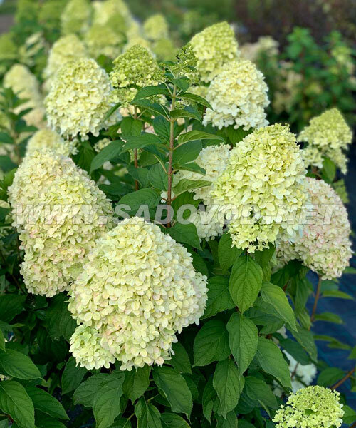 Гортензия Лаймлайт (метельчатая) 