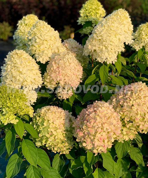 Гортензия Лаймлайт (метельчатая) 