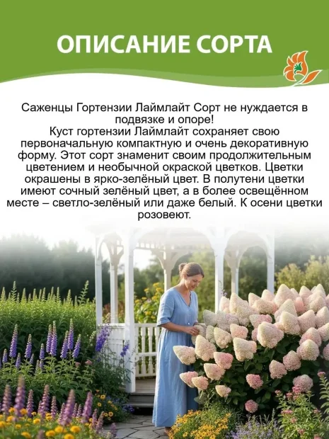 Гортензия Лаймлайт (метельчатая) 