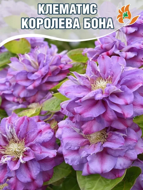 Клематис Королева Бона (крупноцветковый)