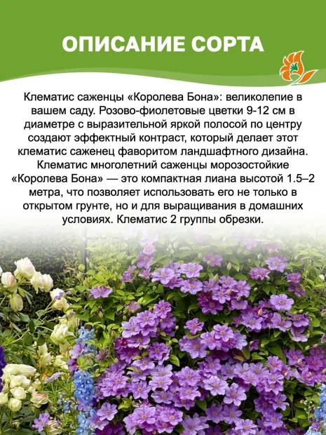 Клематис Королева Бона (крупноцветковый)