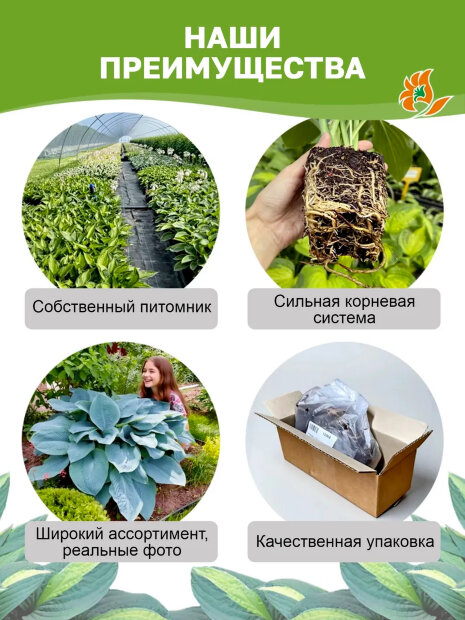 Хоста Медиовариегата (волнистая)