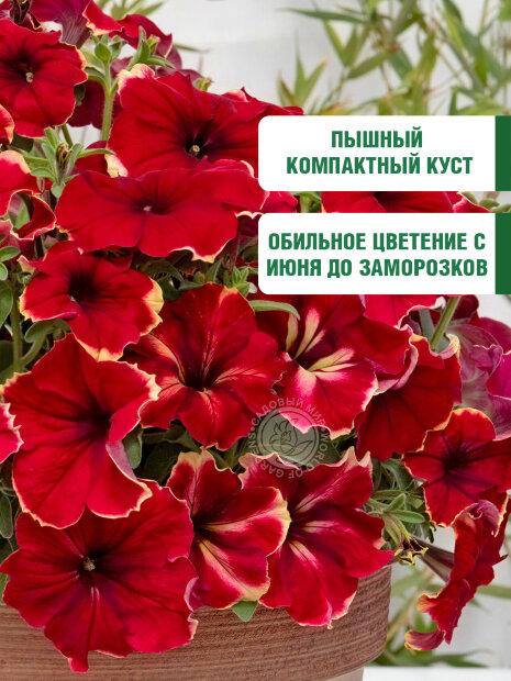 Петуния гибридная Романтика Софи (ПРОФИ) семена