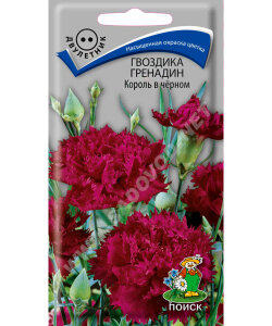 Гвоздика гренадин Король в чёрном