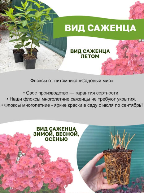 Флокс Суфле-Смородина