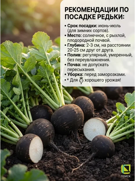 Редька Зимняя Круглая чёрная семена 