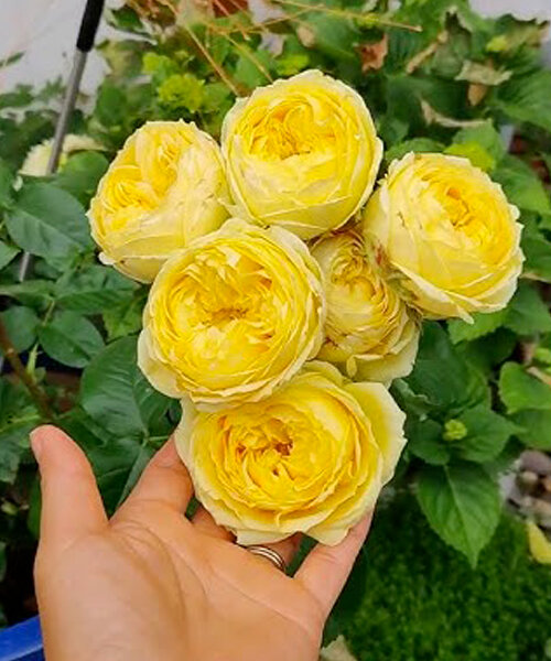 Роза Каталина