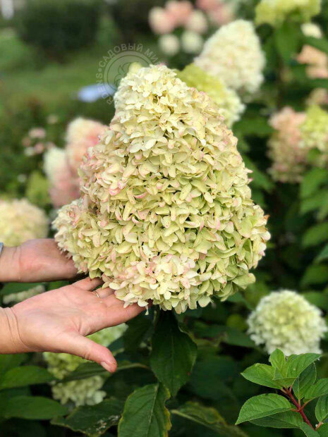 Гортензия Скайфолл (метельчатая) 