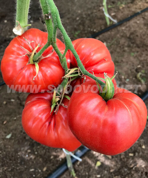 Томат Малиновый Рассвет семена 