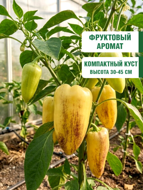Перец сладкий Карась семена 