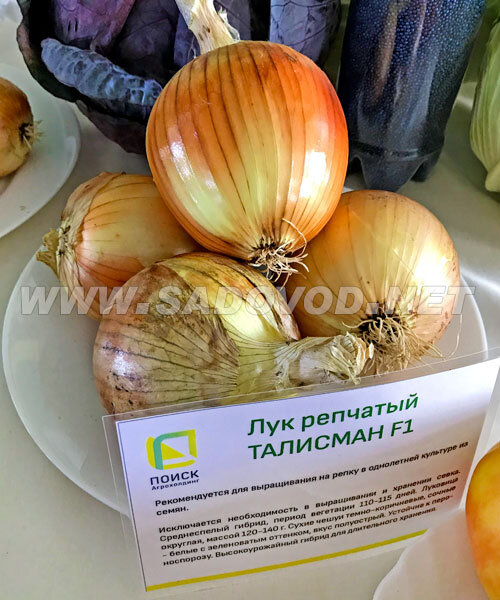 Лук репчатый Талисман F1 семена 