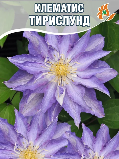Клематис Тирислунд (крупноцветковый) 