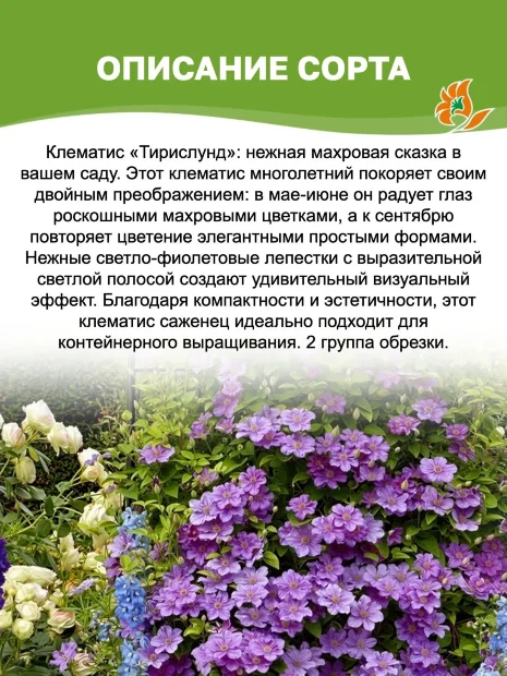 Клематис Тирислунд (крупноцветковый) 