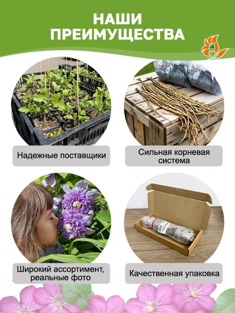 Клематис Тирислунд (крупноцветковый) 