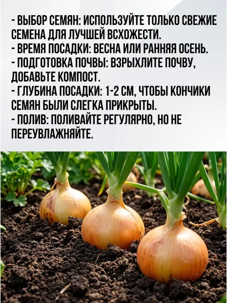 Лук репчатый Классика семена 