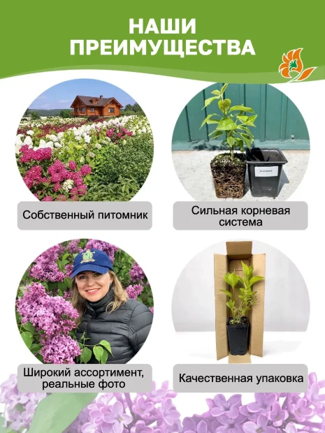 Сирень Радмила (обыкновенная) саженцы 