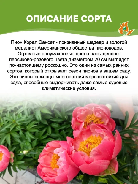 Пион Корал Сансет
