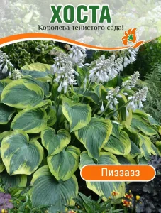 Хоста Пиззазз