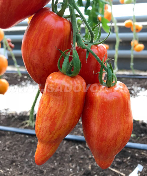 Томат Искры Пламени семена 