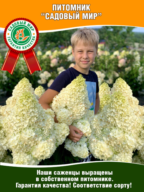 Гортензия Петит Флори (метельчатая)
