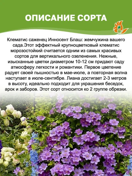 Клематис Инносент Блаш (крупноцветковый)