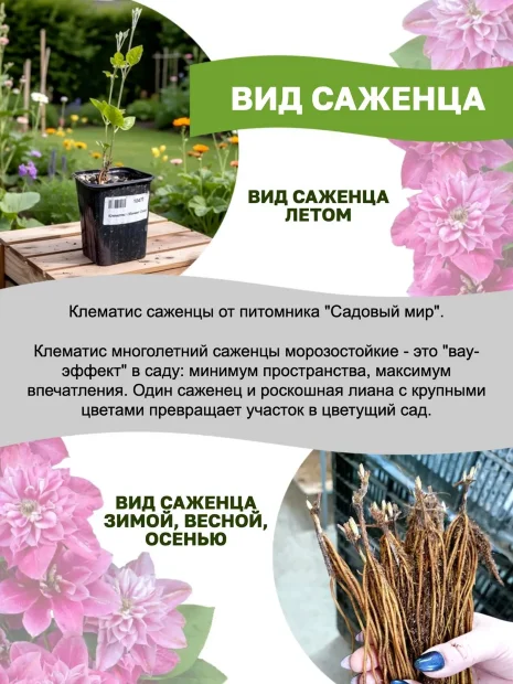 Клематис Инносент Блаш (крупноцветковый)