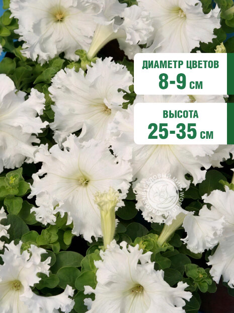 Петуния бахромчатая Афродита белая семена