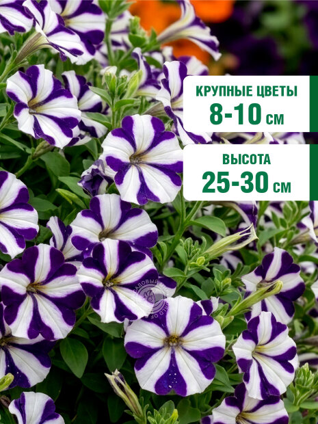 Петуния крупноцветковая Танго Синяя с белой звездой (ПРОФИ) семена