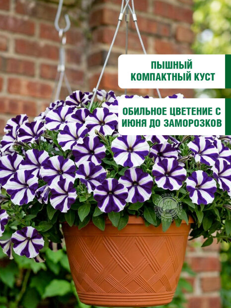 Петуния крупноцветковая Танго Синяя с белой звездой (ПРОФИ) семена