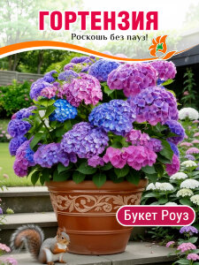Гортензия Букет Роуз (крупнолистная)