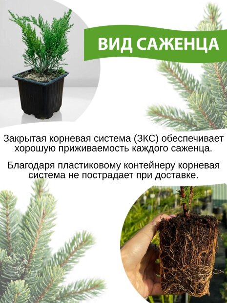 Туя Смарагд (западная)