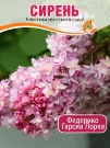 Сирень Федерико Гарсиа Лорка (обыкновенная) Сирень Федерико Гарсиа Лорка (обыкновенная)