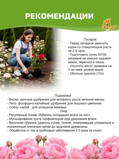 Роза Мияби (Принцесса Мияби)