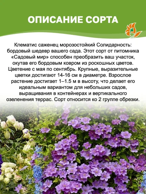 Клематис Солидарность (крупноцветковый)