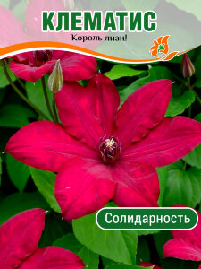 Клематис Солидарность (крупноцветковый)