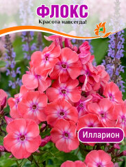 Флокс Илларион Флокс Илларион