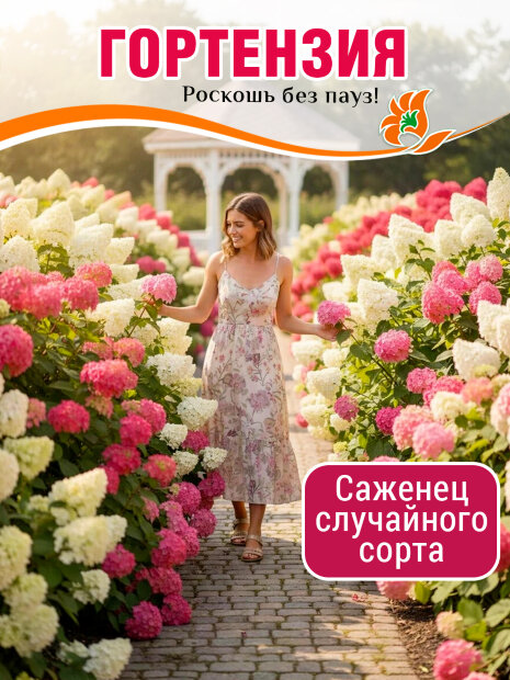 Гортензия в ассортименте (метельчатая)